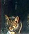 Picture for song 'Cat's Love Song' by artist 'Vladiswar Nadishana'