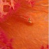 Picture for song 'coral' by artist 'xylyx'