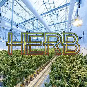 Picture for song 'Herb' by artist 'Anac On The Beat'