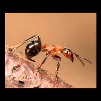 Picture for song 'Bunker Records - The song of the ant' by artist 'Bunker33'