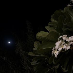 Picture for song 'JUMEIRAH' by artist 'Karim Beatz'