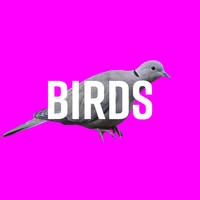 Picture for song 'Birds- Prod. By @nateskatesbeats' by artist 'Nate Skates Beats'