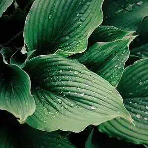 cover pic