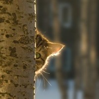 Picture for song 'Deep Floyd 399-Green Slumber' by artist 'Jammer59'