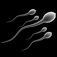 Picture for song 'Craigslist Dairy Sperm Case Skype' by artist 'JoshPranks'