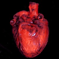 Picture for song 'Heart To Heart (Beat Sold)' by artist 'Mozart Jones Productions (Mozarts Beats)'