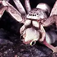 Picture for song 'Bondage of the Will - A Spider's Meticulous Meal' by artist 'Gdubl'