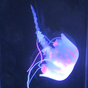 Picture for song 'Europia' by artist 'Jerry Kratzmeyer'