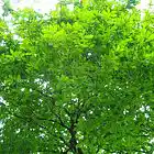 Picture for song 'Green' by artist 'XAK'