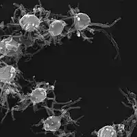 Picture for song 'AmoebaFornicio' by artist 'Fran Herraiz'