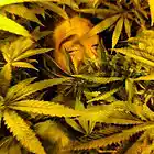 Picture for song 'Smoking Kush Prod By. LoudPackProd' by artist 'LoudPackProdz'