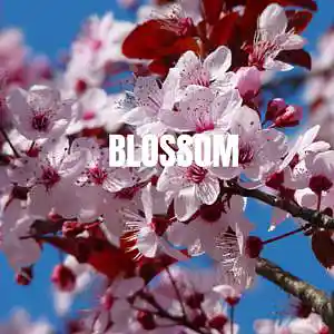 Picture for song 'Blossom' by artist 'JuSaMeLoDy'