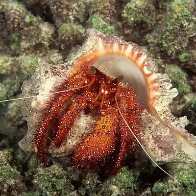Picture for song 'Hermit Crab Jazz' by artist 'TheUnorthodoxWizard'