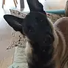 Picture for song '5. Ziggy Malinois' by artist 'Born to Be a Dog'