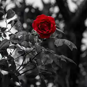 Picture for song 'Wenn mein Leben endet' by artist 'UmaMu'