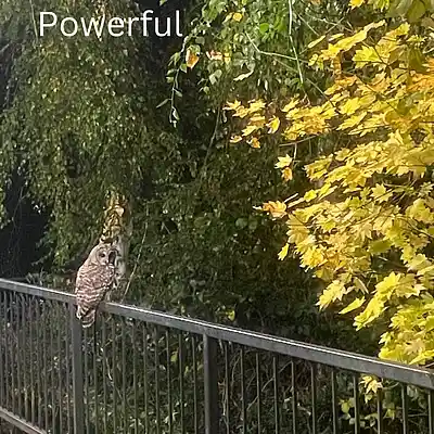 Picture for song 'Powerful' by artist 'jacob fridley'