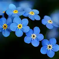 Picture for song 'Forget Me Nots (Prod. Big Daddy T)' by artist 'Big Daddy T'