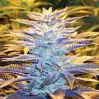 Picture for song 'New Product' by artist 'DmbBeats419313'