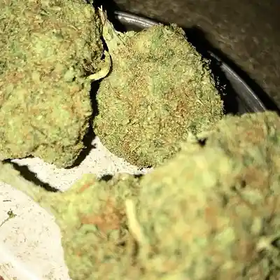 Picture for song 'Mango kush' by artist 'yxsei.prod'