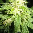 Picture for song 'Chill & Refill.mp3' by artist 'Lord-Shivas-Dream 2.5'