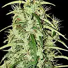 Picture for song 'Haze' by artist 'Twing Dynasty'