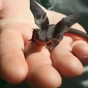 Picture for song 'dragon chasinn' by artist 'Oson'