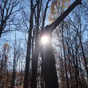 Picture for song 'You'll Be Shining' by artist 'Leonard Scaper'