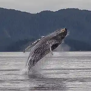 Picture for song 'creations crown' by artist 'Mattila'