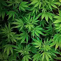 Picture for song 'Blaze' by artist 'Weatherman Beatz'