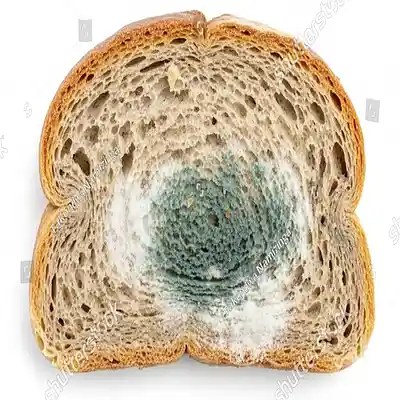 Picture for song 'Moldy Bread' by artist 'seanclopedia'