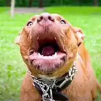 Picture for song 'Str8' by artist 'SuperSayianHazz'