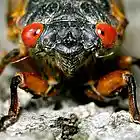 Picture for song 'Cicada Lawnmower Genocide instrumental version' by artist 'Gary Drechsel'