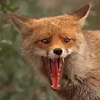 Picture for song 'Deep Floyd 438-Dolphox Run' by artist 'Jammer59'