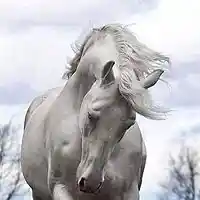 Picture for song 'My horse knows that girls on my mind' by artist 'Rocky Del Arnold'