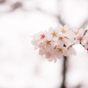 Picture for song 'Blossom' by artist 'Steve Sanchez'