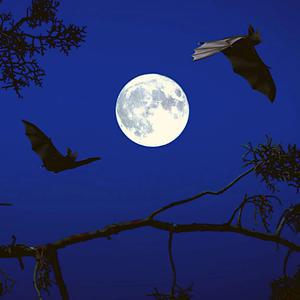 Picture for song 'Swing' by artist 'ThatsMaddison'