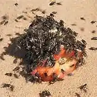 Picture for song 'HOF -gtr3' by artist 'The Billy Shears Experience'