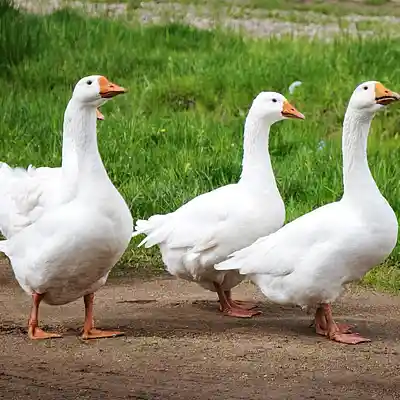 Picture for song 'Boo to a Goose' by artist 'JonnyDee'