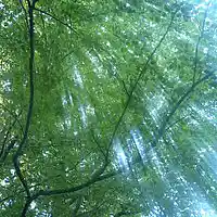 Picture for song 'The Blue And The Green' by artist 'Leonard Scaper'