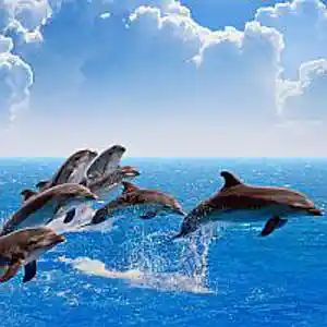 Picture for song 'OCEAN' by artist 'Alexis VAN EECKHOUT'