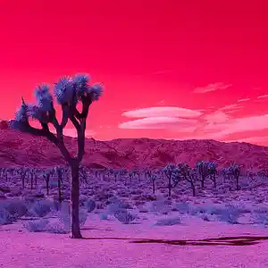 Picture for song 'Desert Saga-instrumental' by artist 'Carlo D'Anna'