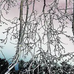 Picture for song 'It looks like the fur is going to fly tonight' by artist 'Shuncomastri'