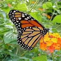 Picture for song 'Monarchs Theme' by artist 'Johanna Renfro'