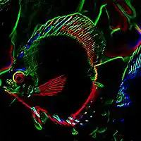 Picture for song 'I Just Hear the Fish Man' by artist 'Viking Blues'