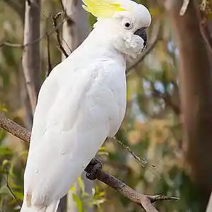 Picture for song 'The Loneliness of the Sulphur-crested Cockatoo' by artist 'Justin Osowiecki'