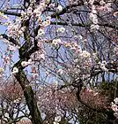 Picture for song 'Early Spring' by artist 'MORIT'