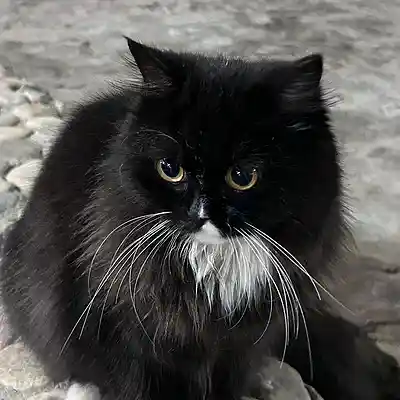 Cover picture of song topping the music charts