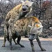 Picture for song 'TAK 33 Bedlam Stories 1' by artist 'Jammer59'