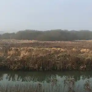 Picture for song 'Down' by artist 'Rasam'