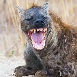 Picture for song 'Like a Hyena Laughing_Clint Lavens' by artist 'Clint Lavens'